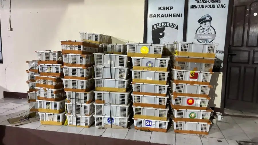 Selundupkan 2.775 Burung Tanpa Dokumen, Bus Palembang-Jakarta Dijegal Di Bakauheni