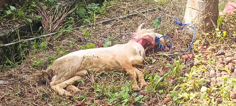 Miris..!! PT. Sugar Grup Company Berikan Bantuan Hewan Kurban Ke Pemkab Tuba Serahkan Kambing Kecil