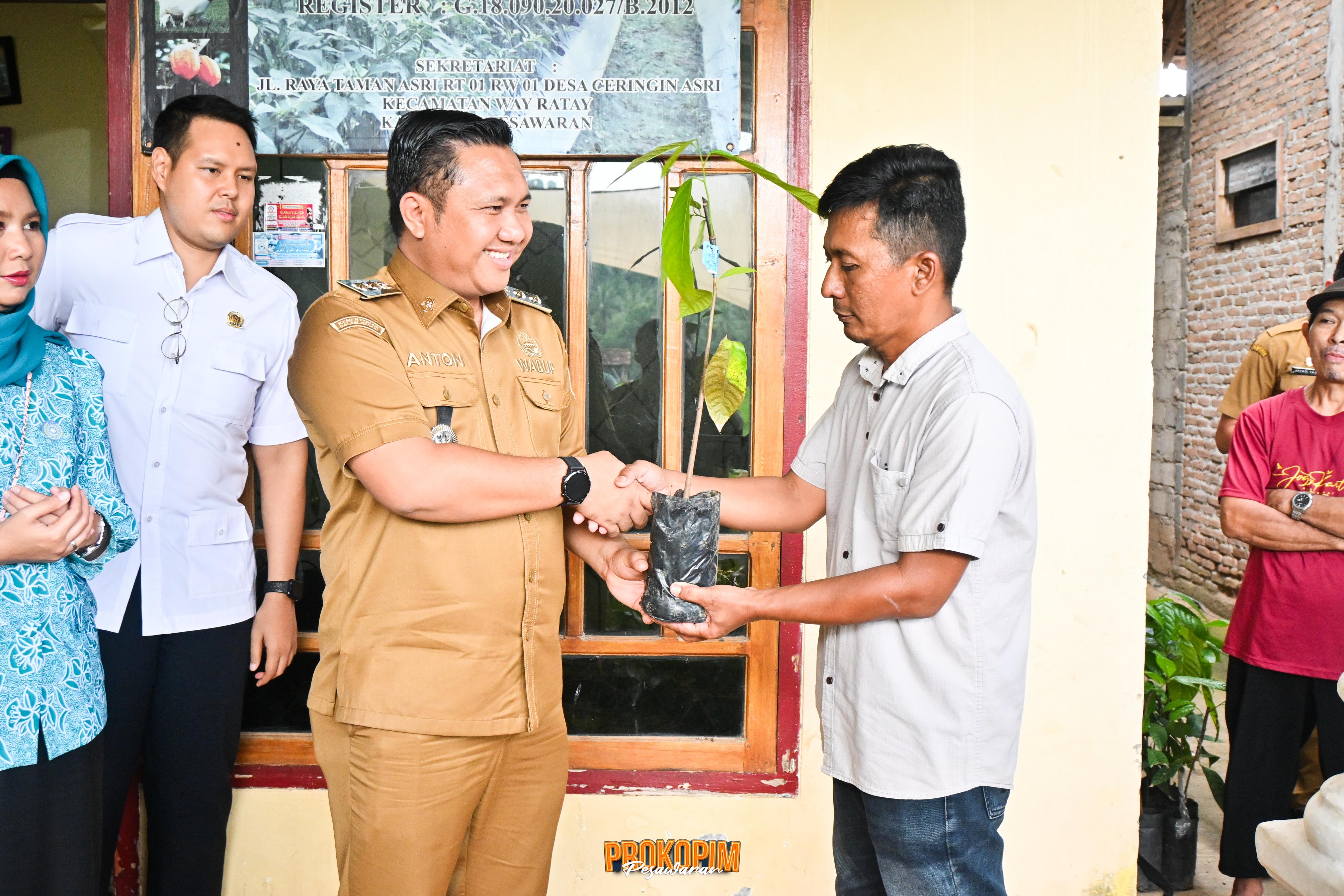 Wabup Pesawaran Serahkan Bantuan 50 Ribu Batang Bibit Kakao Untuk Gapoktan Di Way Ratai