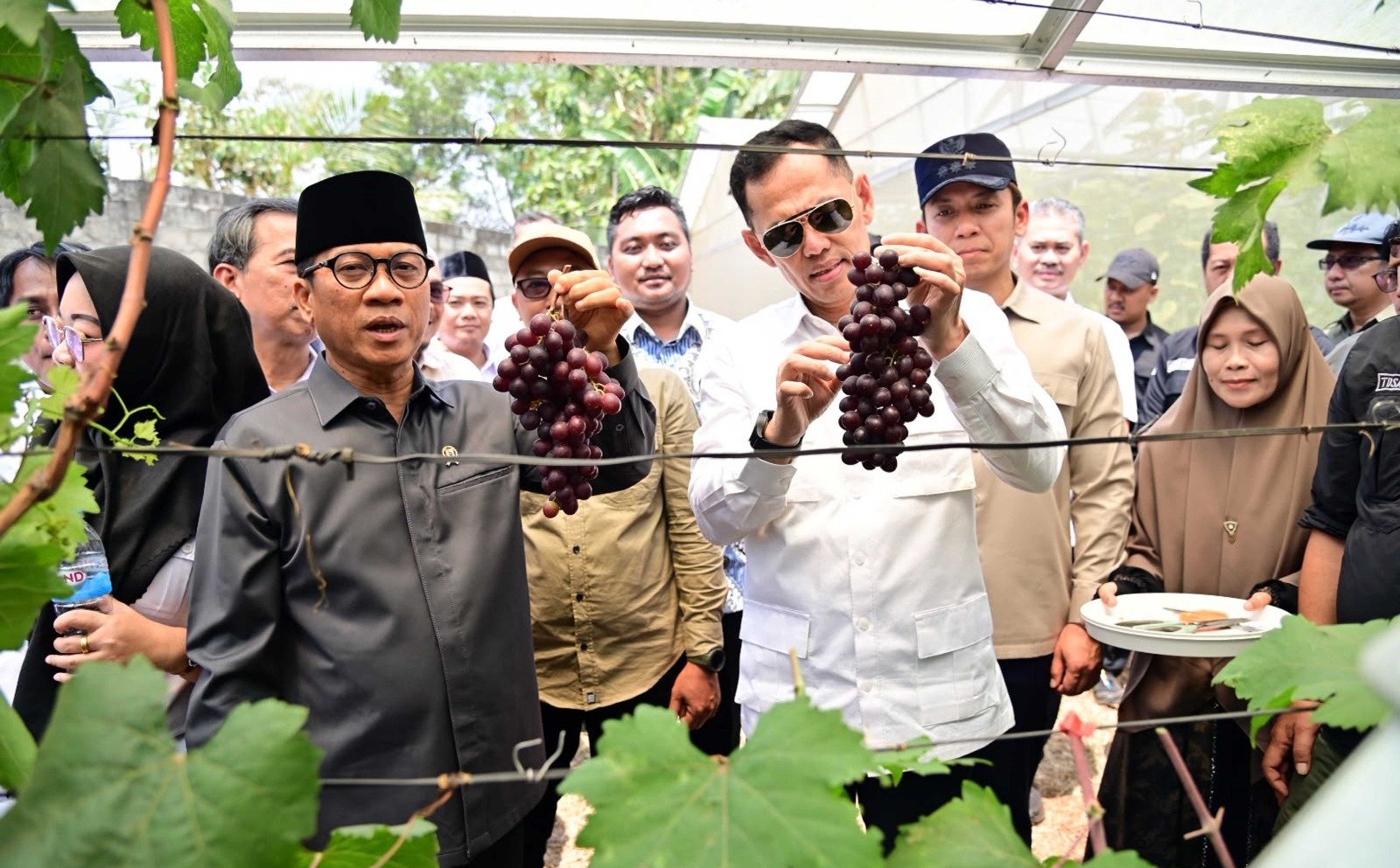 Kebun Anggur BUMDes Merak Batin Curi Perhatian Mendes PDT, Harapan Baru Ekonomi Warga Mulai Berbuah