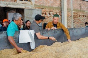 Pemprov Lampung Dorong Hilirisasi Gabah Di Tingkat Desa Lewat Bed Dryer