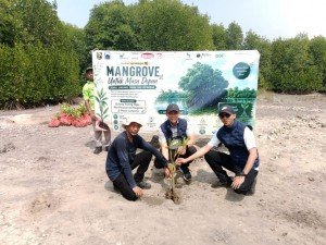 Bank Lampung Ikut Jaga Pesisir Lampung, 4.000 Mangrove Ditanam Di Merak Belantung